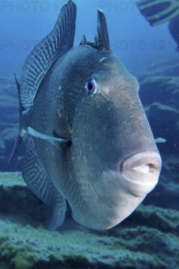 Close-up of a large fish with thick lips, Atlantic triggerfish (Balistes capriscus) (Balistes carolinensis), under water. Dive site Bufadero, Palm Mar, Tenerife, Canary Islands, Spain, Europe