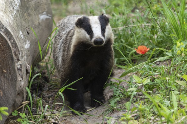 A badger stands next to a log in a meadow with green vegetation and red flowers, european badger (Meles meles), Germany, Europe