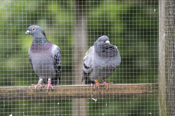 Carrier pigeons, in a pigeon loft, pigeon fancier, Mülheim, North Rhine-Westphalia, Germany, Europe