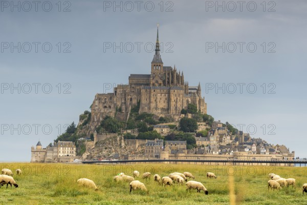 Mont Saint Michel, rocky monastery island in the Wadden Sea, sheep, Le Mont Saint Michel, Normandy, France, Europe