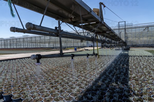 Horticultural business, irrigation with a sprinkler system, mobile on wheels in the open air, various types of potted plants grow here to be sold in flower shops, supermarkets, DIY stores, garden centres, North Rhine-Westphalia, Germany, Europe