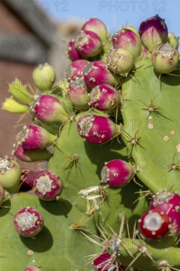 Cactus pear (Opuntia ficus-indica), Fuerteventura, Canary Island, Spain, Europe