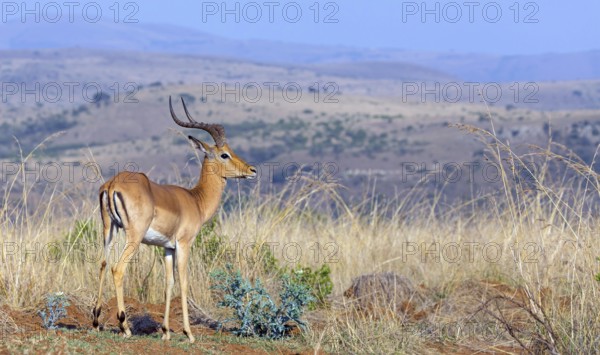 Impala, black heeler antelope, (Aepyceros melampus), antelope, Ithala Game Reserve, Louwsburg, KwaZulu-Natal, South Africa, Africa