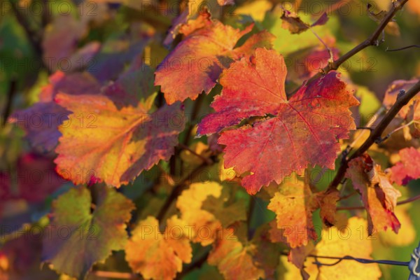 Colourful autumn leaves in bright shades of red and yellow on a vine in the sunlight, Baden-Württemberg, Germany, Europe