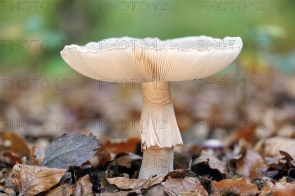 Pearl mushroom (Amanita rubescens), Germany, Europe