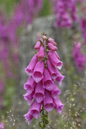 Common foxglove (Digitalis purpurea), flowers, from the plantain family, highly toxic, deadly poisonous plant, Wilnsdorf, North Rhine-Westphalia, Germany, Europe