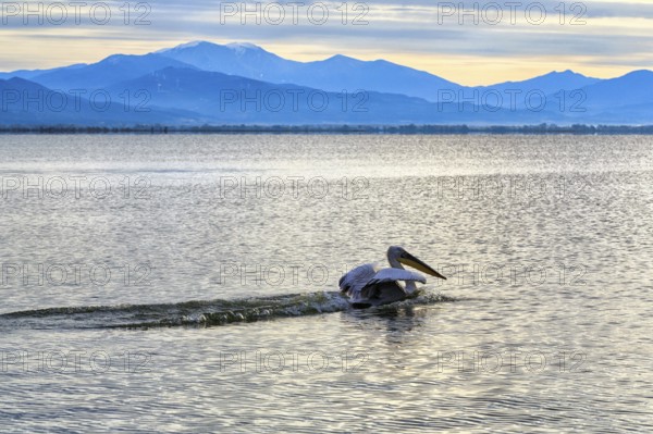 Dalmatian Pelican (Pelecanus crispus), morning light at Lake Kerkini, Lake Kerkini, Central Macedonia, Greece, Europe