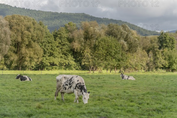 Three cows graze on a lush green field. The cows are black and white and scattered across the field. The scene is peaceful and serene, with the cows enjoying the fresh grass. Haut rhin, Alsace, France, Europe