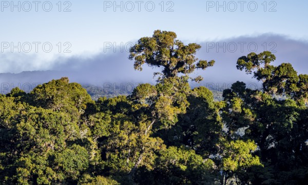 Tree in the cloud forest, mountain rainforest, Parque Nacional Los Quetzales, Costa Rica, Central America