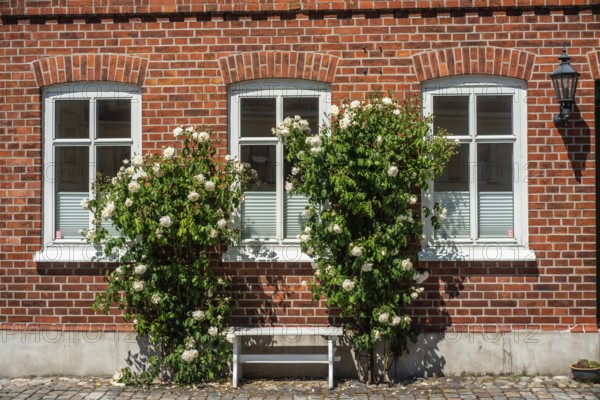 Old house with roses on a tiny street in the small town of Ystad, Skåne county, Sweden, Scandinavia, Europe