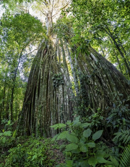 Hanging roots of a giant strangler fig (Ficus americana), looking upwards, in the rainforest, Corcovado National Park, Osa, Puntarena Province, Costa Rica, Central America