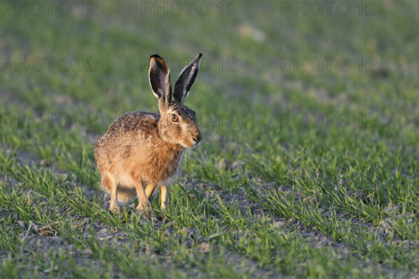 European hare (Lepus europaeus), sitting in meadow, Lake Neusiedl National Park, Seewinkel, Burgenland, Austria, Europe