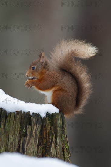 Red squirrel (Sciurus vulgaris) adult animal feeding on a nut on a tree stump covered in snow in winter, Scotland, United Kingdom, Europe