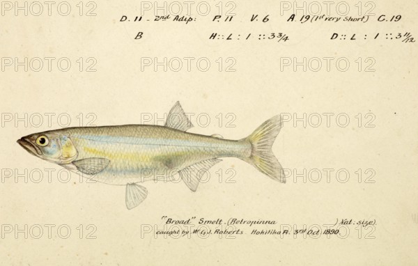 New Zealand smelt, New Zealand cucumberfish or silverfish, Retropinna retropinna, New Zealand smelt, fish, reproduction of an original, by Frank Edward Clarke (b. 1849, d. 1899), ichthyologist and scientific draughtsman