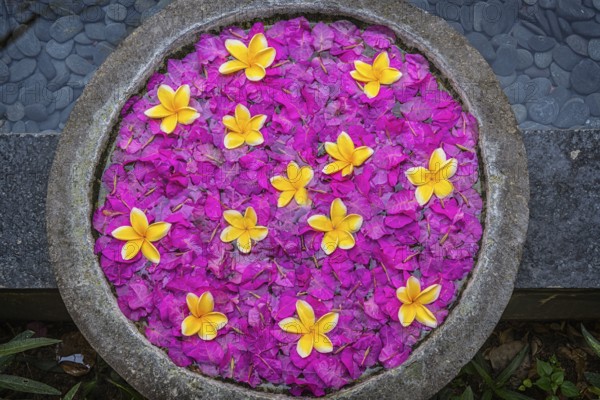 Decoration with flower in a spa, frangipani, blossoms, wellness, petals, petals, flower, plant, pink, nature, spring, blooming, purple, floral, flora, blossoming, beautiful, beauty, petunia, summer, pot, decoration, colourful, colour, relaxation, calmness, health, therapy, symbol, symbolic, cosmetics, aroma, health care, well-being, tropical, Hawaiian, Aloha, Bali, Indonesia, Asia