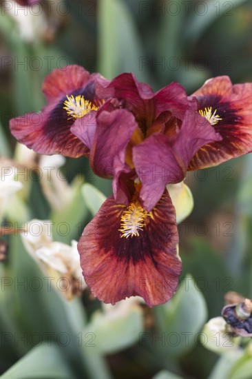 Beautiful multicolored iris flower bloom in the garden. Close up, fragility and summer concept