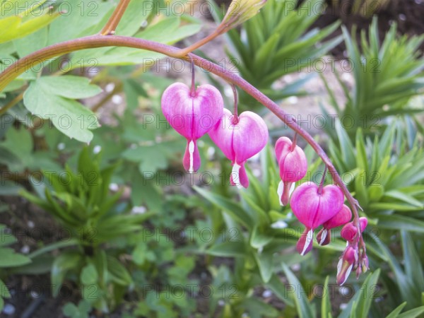 Dicentra bloom in spring garden