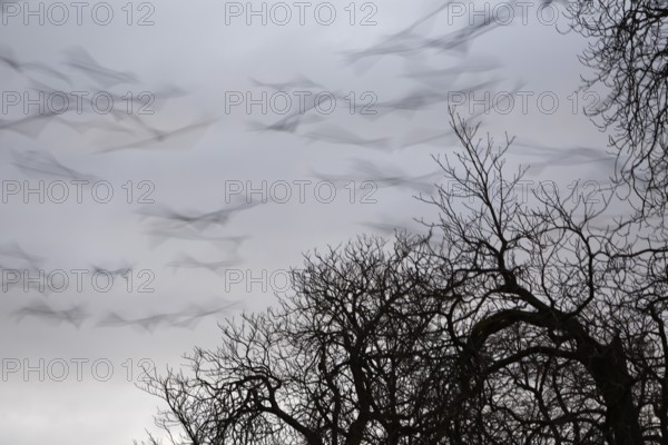 Roosting tree of a flock of crows, crows in a tree in the morning, panic flight of a flock of crows in the Lanzeit exposure, Middle Elbe Biosphere Reserve, Dessau-Roßlau, Saxony-Anhalt, Germany, Europe