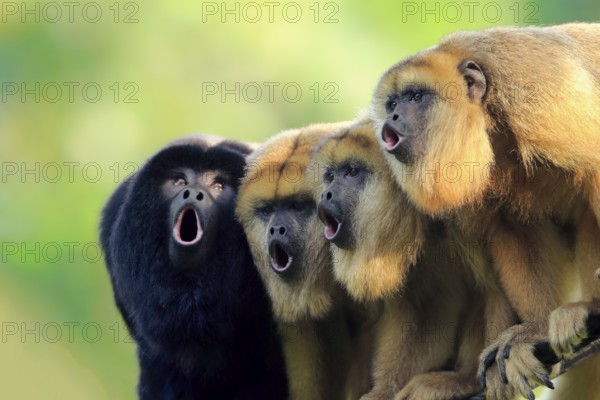 Black howler (Alouatta caraya), one male and three females calling, portrait, male, female, South America