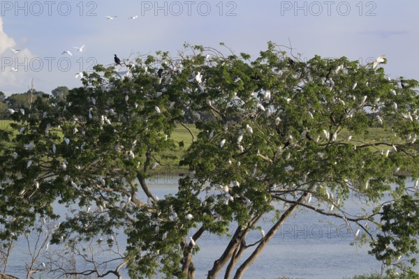 Western Cattle Egrets, Bubulcus ibis, roosting in a tree, late afternoon, Amazon Basin, Brazil, South America