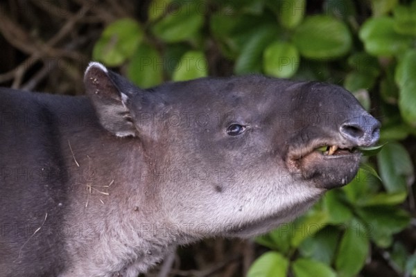 Baird's tapir (Tapirus bairdii), juvenile, animal portrait, in the rainforest, Corcovado National Park, Osa, Puntarena Province, Costa Rica, Central America