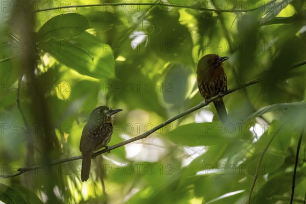 White-tailed Puffbird (Malacoptila panamensis) two birds sitting on a branch, tropical rainforest, Corcovado National Park, Osa, Puntarena Province, Costa Rica, Central America