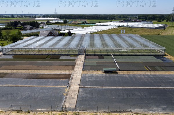 Horticultural business, irrigation with a sprinkler system, mobile on wheels in the open air, greenhouse, various types of potted plants grow here to be sold in flower shops, supermarkets, DIY stores, garden centres, North Rhine-Westphalia, Germany, Europe