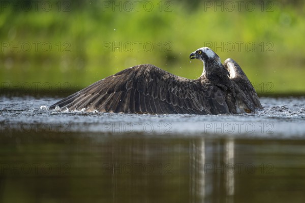 Western osprey (Pandion haliaetus) hunting, Aviemore, Scotland, Great Britain