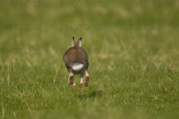 Mountain hare (Lepus timidus) adult animal running across grassland, Scotland, United Kingdom, Europe