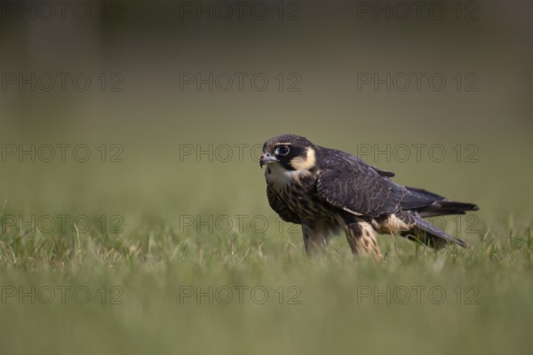 European hobby (Falco subbuteo) adult bird on a grass field, England, United Kingdom, Europe