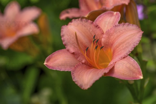 Flower of a daylily (Hemerocallis), Bavaria, Germany, Europe