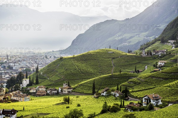 Vineyards, near Bolzano, Dolomites, South Tyrol, Trentino-Alto Adige, Italy, Europe