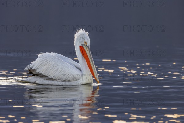 Dalmatian pelican (Pelecanus crispus), swimming in the evening light, magnificent plumage, red throat pouch, Lake Kerkini, Greece, Europe