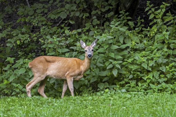 European roe deer (Capreolus capreolus) female, doe in meadow in front of stinging nettles at forest edge in summer