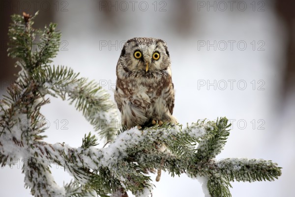 Great Horned Owl (Aegolius funereus), adult on tree in the snow, in winter, alert, Zdarske Vrchy, Bohemian-Moravian Highlands, Czech Republic, Europe