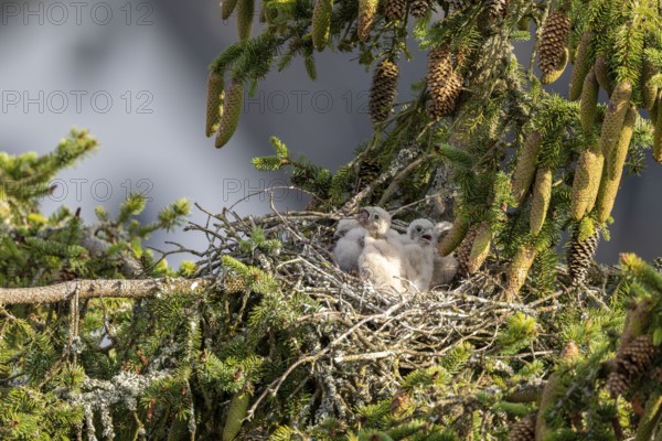 Common kestrel (Falco tinnunculus), young bird not yet able to fly eats mouse in nest, Rhineland-Palatinate, Germany, Europe