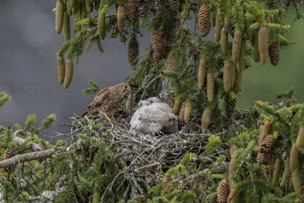 Common kestrel (Falco tinnunculus), female adult bird, bringing a mouse to the nest of young birds not yet ready to fly, Rhineland-Palatinate, Germany, Europe