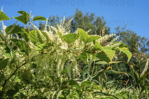 Flowering Japanese Knotweed (Fallopia Japonica), an invasive piece in a forest clearing in Ystad, Scania, Sweden, Scandinavia, Europe