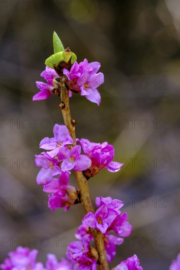 Daphne, flowers (Daphne mezereum), Prem near Lechbruck, Upper Bavaria, Bavaria, Germany, Europe