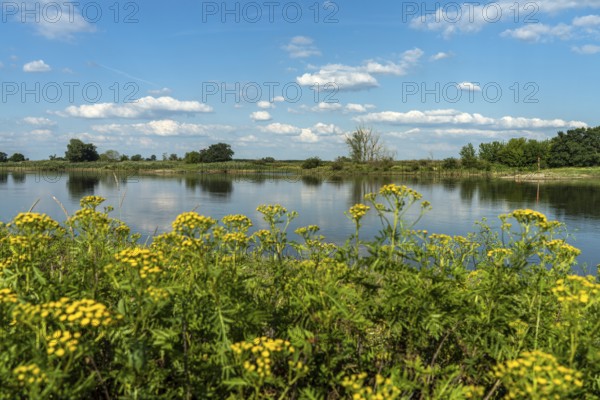 The Elbe near Tangermünde, Saxony-Anhalt, Germany, Europe