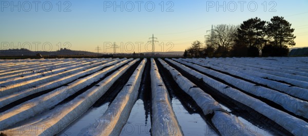 White foils prevent purple and green asparagus heads, control start of harvest, asparagus field, Schmiden field, agriculture, farming, Schmiden near Stuttgart, Baden-Württemberg, Germany, Europe