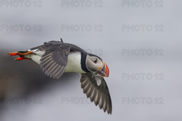 Puffin (Fratercula arctica), flying with fish in its beak, Grimsey Island, Iceland, Europe