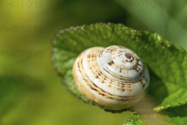 Mediterranean sand snail (Theba pisana), neozoon, snail shell on a green leaf, dune belt, Helgoland Island, Schleswig-Holstein, Germany, Europe