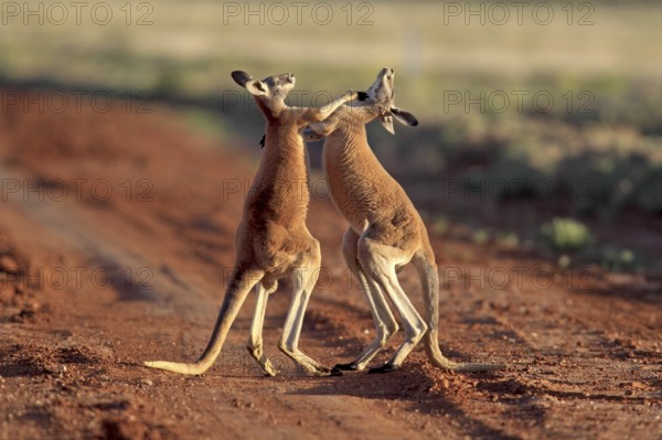 Red Kangaroos (Macropus rufus), boxing, Sturt national park, New South Wales, Australia, Oceania