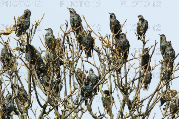 Common Starlings, Northumberland, England (Sternus vulgaris)