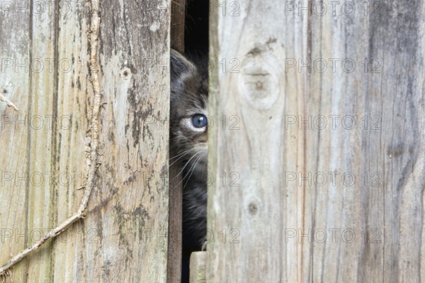 House cat, kitten looks out of garden shed, door gap, mackerel