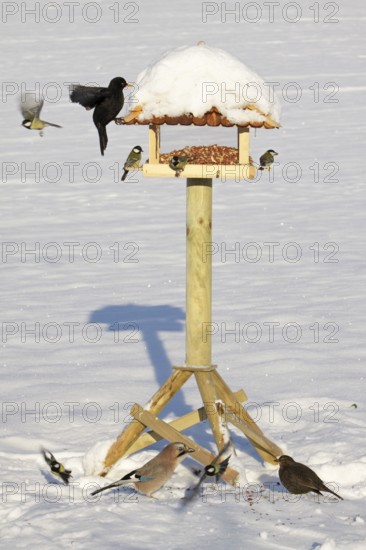 Flock of birds at the bird feeder in winter, great tit, jay, blackbird, Germany, Europe