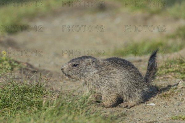 Alpine Marmot (Marmota marmota), young, Großglockner, National Park Hohe Tauern, Austria, Europe