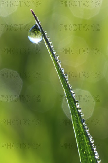 Blade of grass with dew drops, Switzerland, Europe