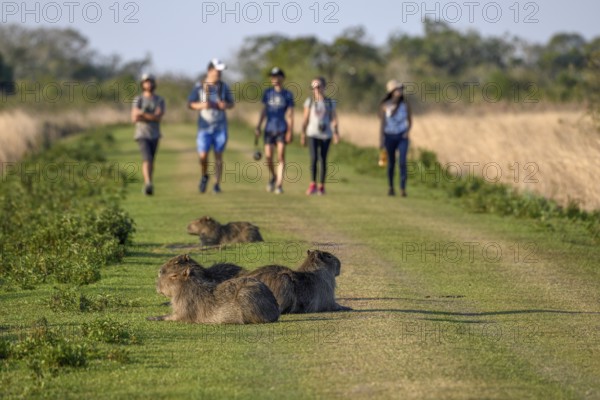 Capybaras (Hydrochoerus hydrochaeris), in the background tourist group, Cambyretá, Esteros del Iberá, Corrientes Province, Argentina, South America